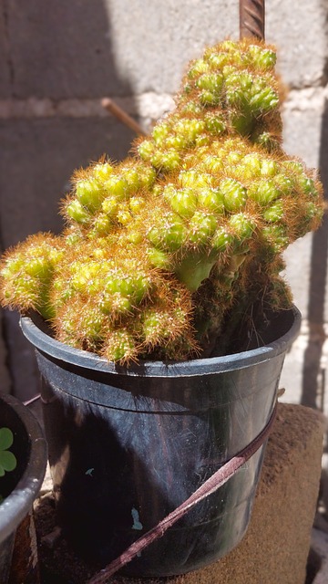 Free Succulent Nature photo and picture