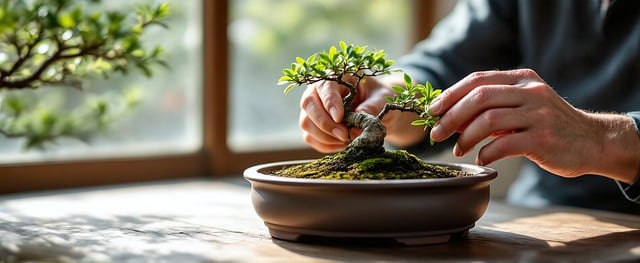 Free bonsai tree care illustration