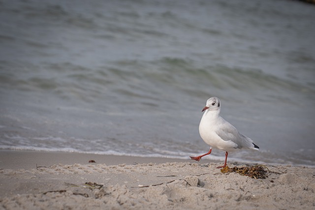 Måge, Natur, Fugl, Strand, Sand, Sø