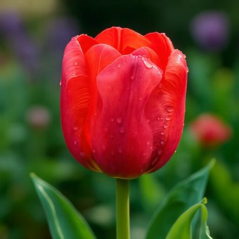 Ai Generiert, Tulpen, Blume
