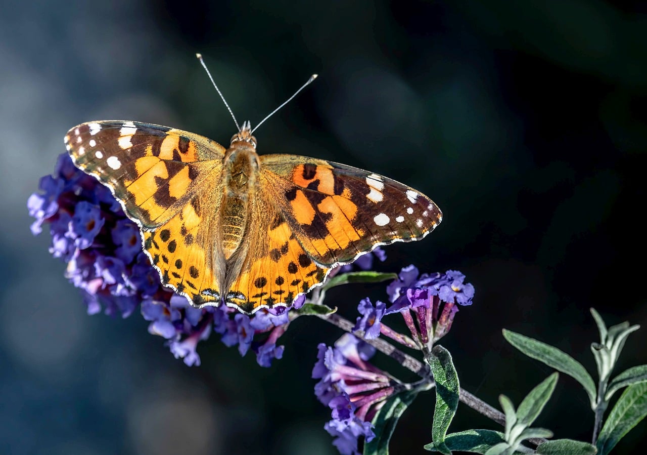 Thistle - free online jigsaw puzzle photo