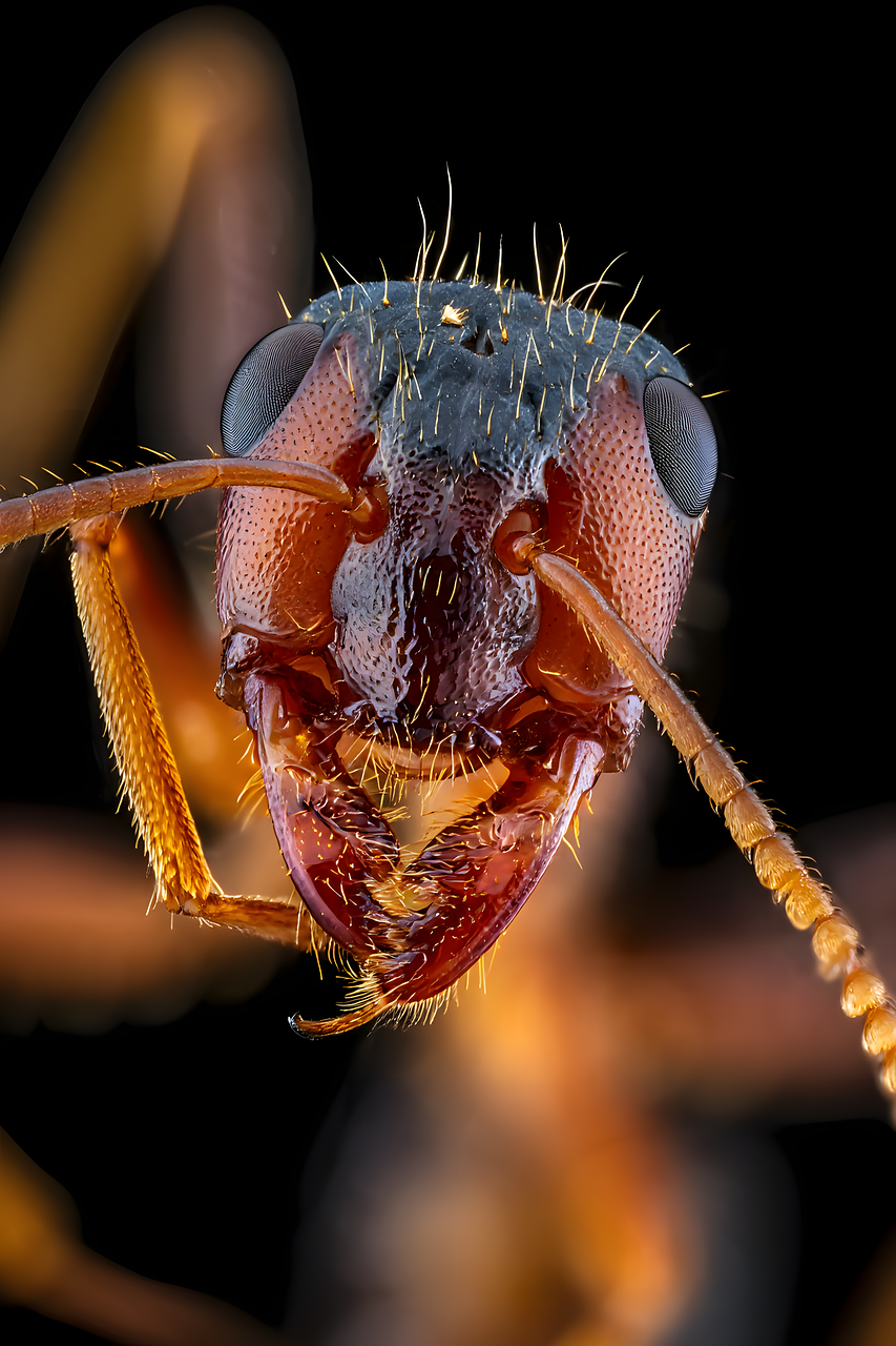 Download Ant, Insect, Nature. Royalty-Free Stock Illustration Image ...