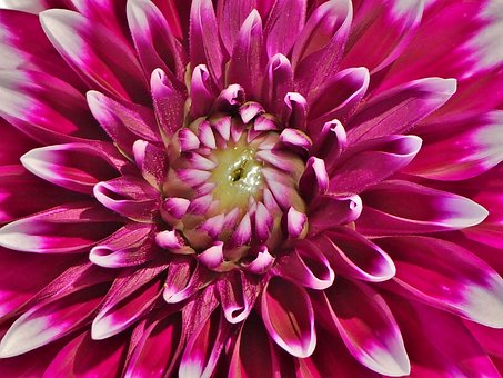 Dahlie, Blume, Herbstblume, Herbst