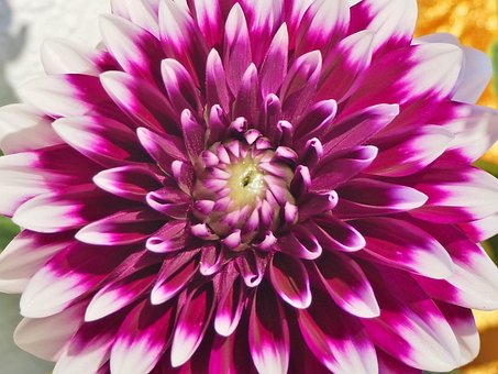 Blume, Herbst, Pink, Weiß, Nahaufnahme