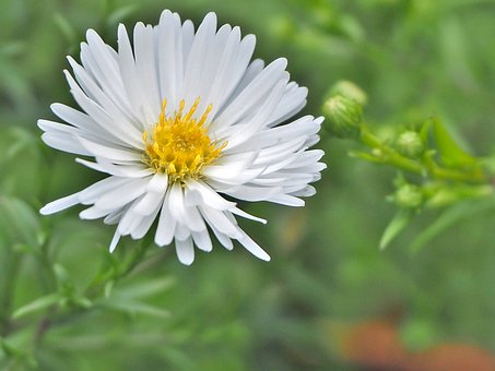 Herbstaster, Aster, Einzelblüte, Herbst