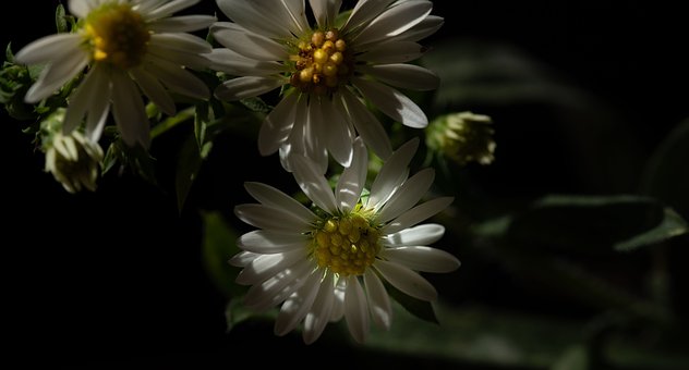 Free Nature Flower photo and picture