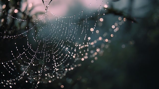 Free Spider Web Dew photo and picture