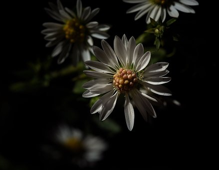 Free Calico Aster photo and picture