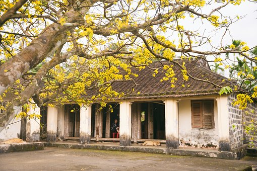 Ochna-Baum, Mai Gia, Altes Dorf