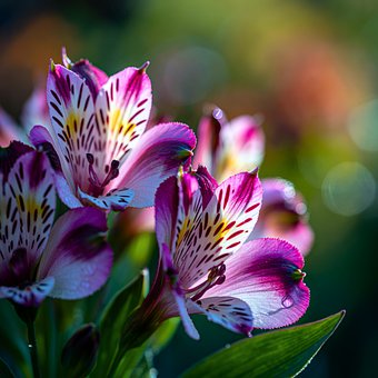Ai Generiert, Rose, Tulpe, Sonnenblume