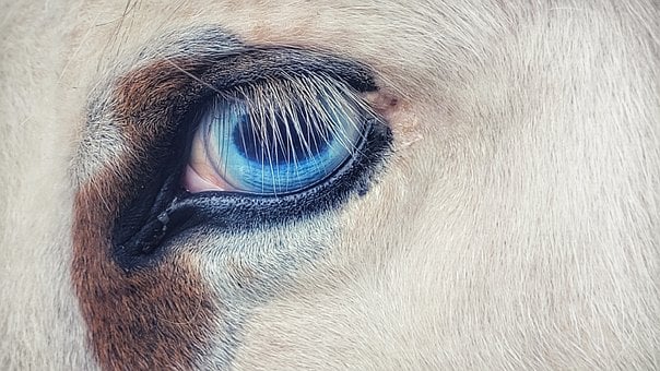 Olho, Cavalo, Olho De Cavalo, Animal