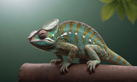 Kameleon, Reptil, Natur, Dyr, Øgle