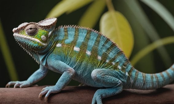Kameleon, Reptil, Natur, Dyr, Øgle