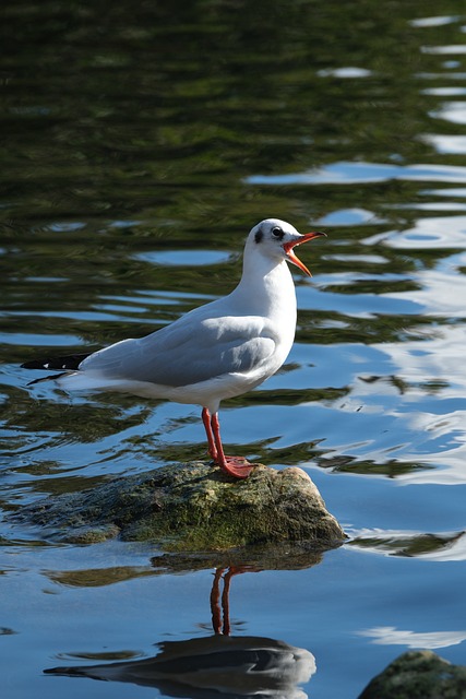 Free Gull Bird photo and picture