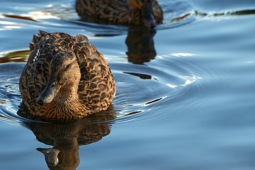 Free Duck Water photo and picture
