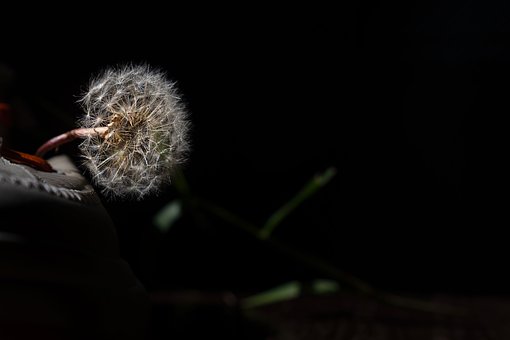Free Dandelion Nature photo and picture