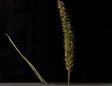 Free Setaria Nature photo and picture