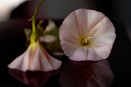Free Pink Nature photo and picture