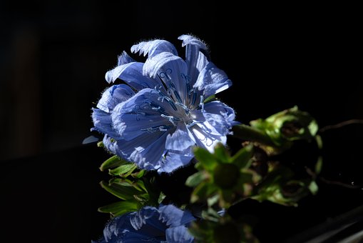 Free Blossom Nature photo and picture