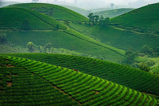 Té, Beber, Verde, Natural, Taza Larga