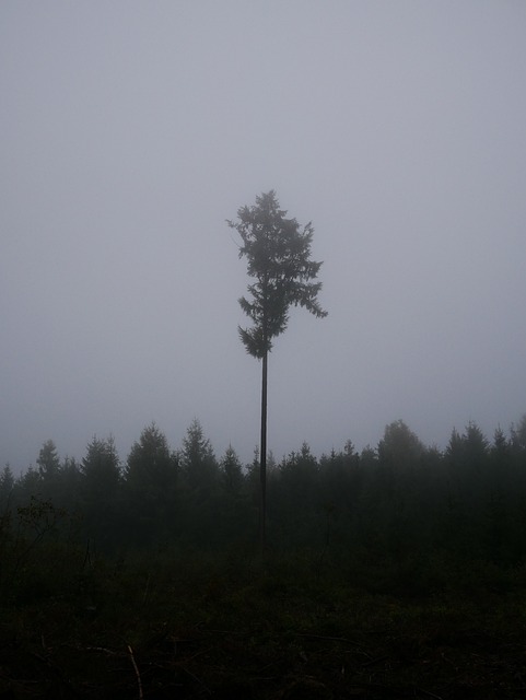 Free Fog Nature photo and picture