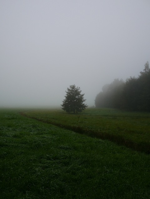 Free Tree Nature photo and picture