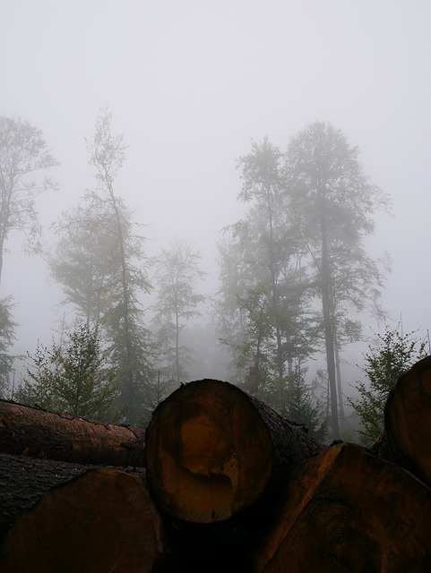 Free Forest Nature photo and picture