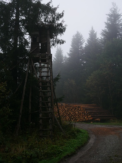 Free Forest Nature photo and picture