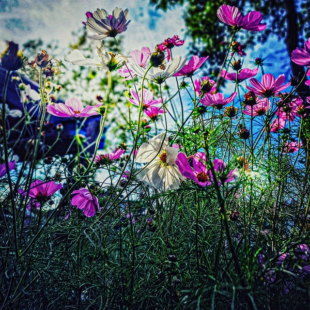 Free Flowers Summer photo and picture