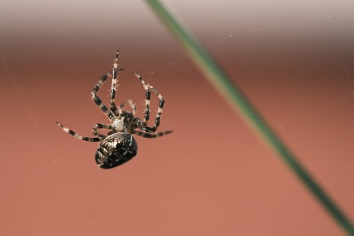 Free Spider Cobweb photo and picture