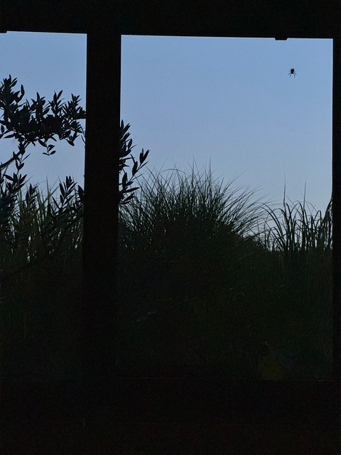 Free Spider Animal photo and picture