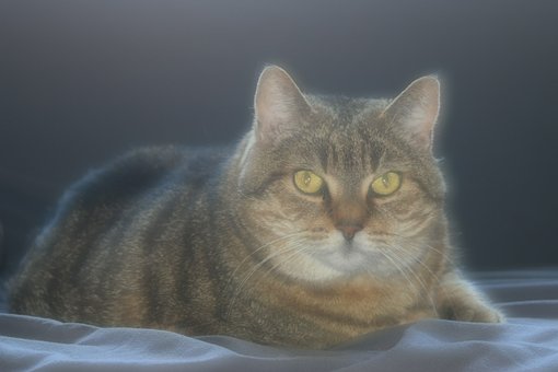 Free Cat Kitty photo and picture