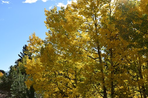 Free Autumn Fall photo and picture