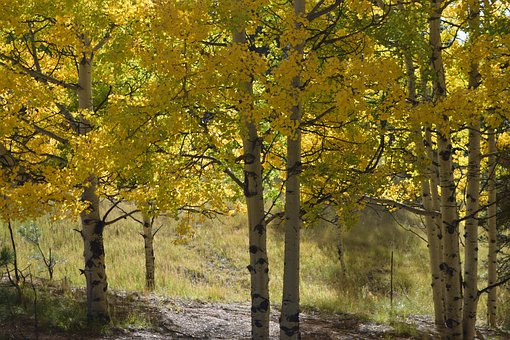 Free Autumn Fall photo and picture