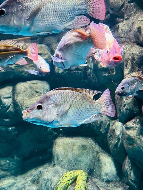 Free Aquarium Fish Underwater Life photo and picture