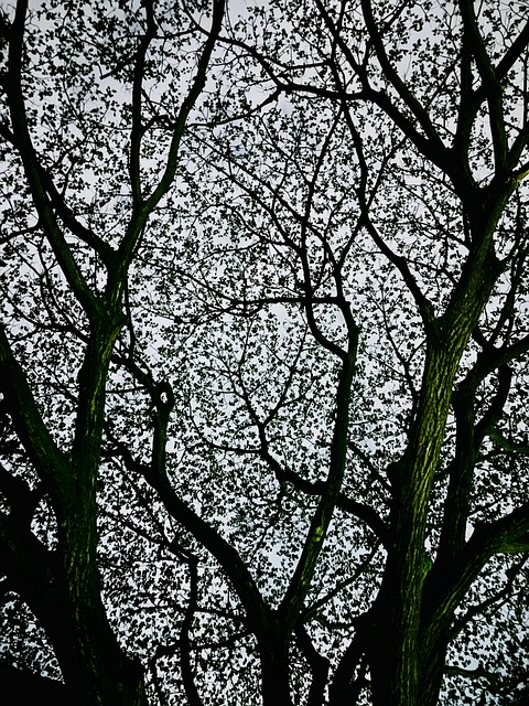 Free Tree Branches Nature Silhouette photo and picture