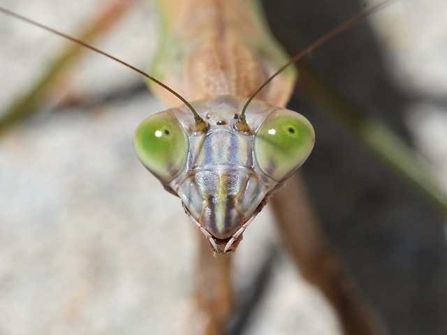 Free Mantis Insect photo and picture