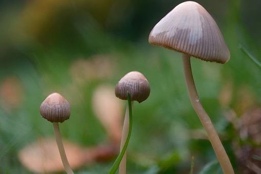 Free Mushroom Fungi photo and picture
