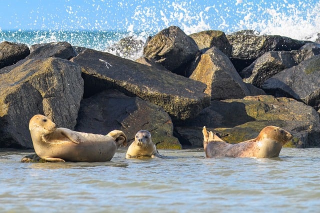 seal, marine mammals, predator, water, animal, north sea, mammal, wildlife, sea creatures, gray seal, animal welfare, rock, stones