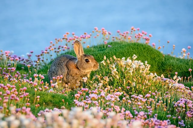 Free Rabbit Nature photo and picture
