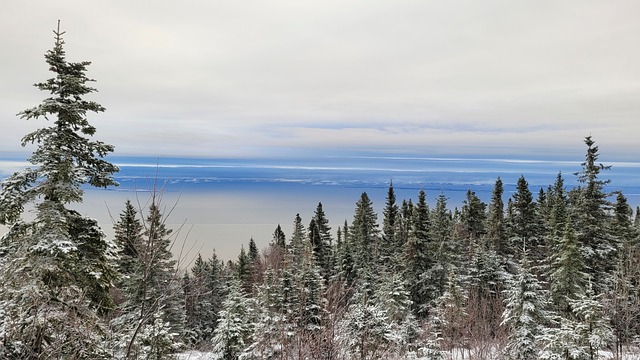 Skov, Træ, Himmel, Natur, Landskab