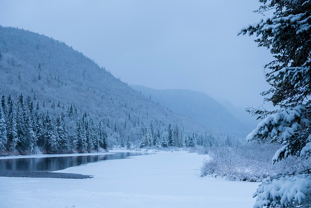 Vinter, Sne, Skov, Landskab, Kold, Natur