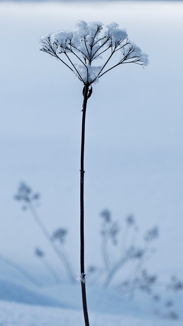 Vinter, Sne, Kold, Natur, Frost, Is