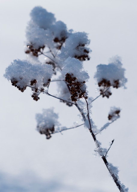 Vinter, Sne, Kold, Natur, Frost, Is