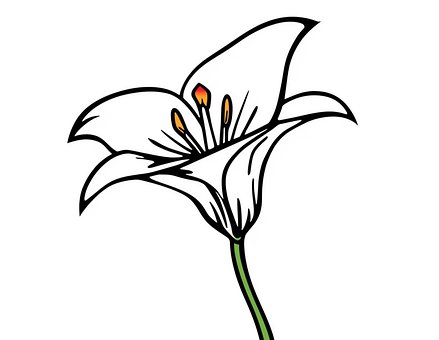 Lilie, Blume, Linie Kunst