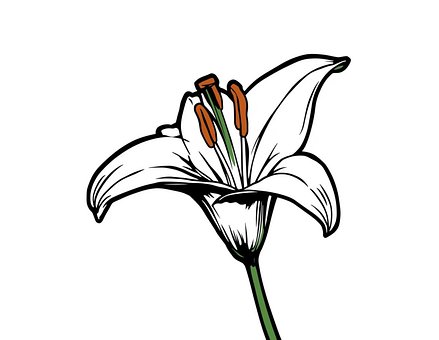 Lilie, Blume, Linie Kunst