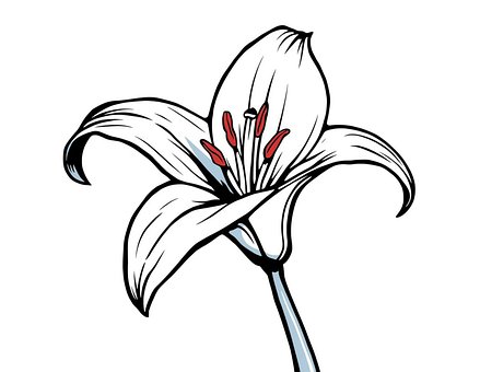 Lilie, Blume, Linie Kunst