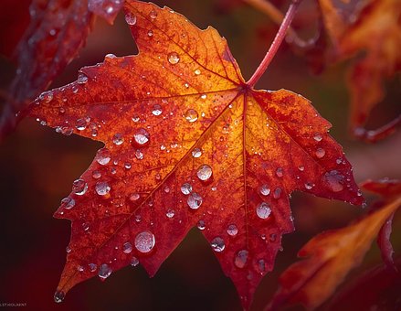Ahornblatt, Blatt, Herbst, Rot, Gold