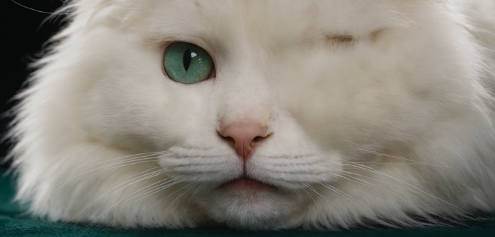 Free Cat Pet illustration and picture