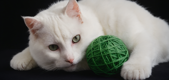 Free Cat Pet illustration and picture